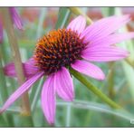 Echinacea II