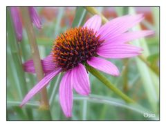 Echinacea II