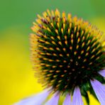 Echinacea II