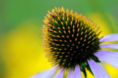 Echinacea II