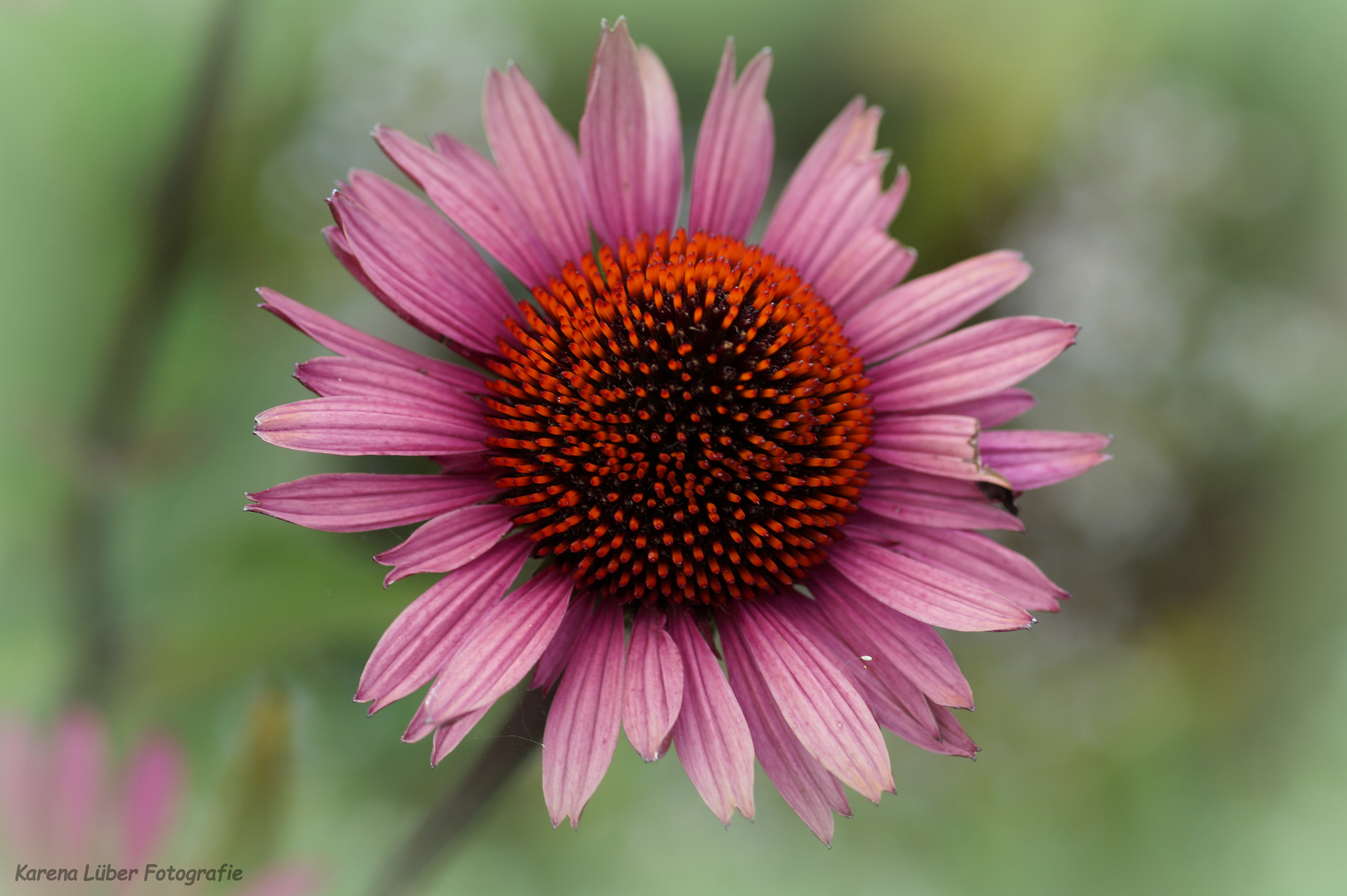 Echinacea II