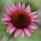 Echinacea II