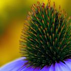 Echinacea III