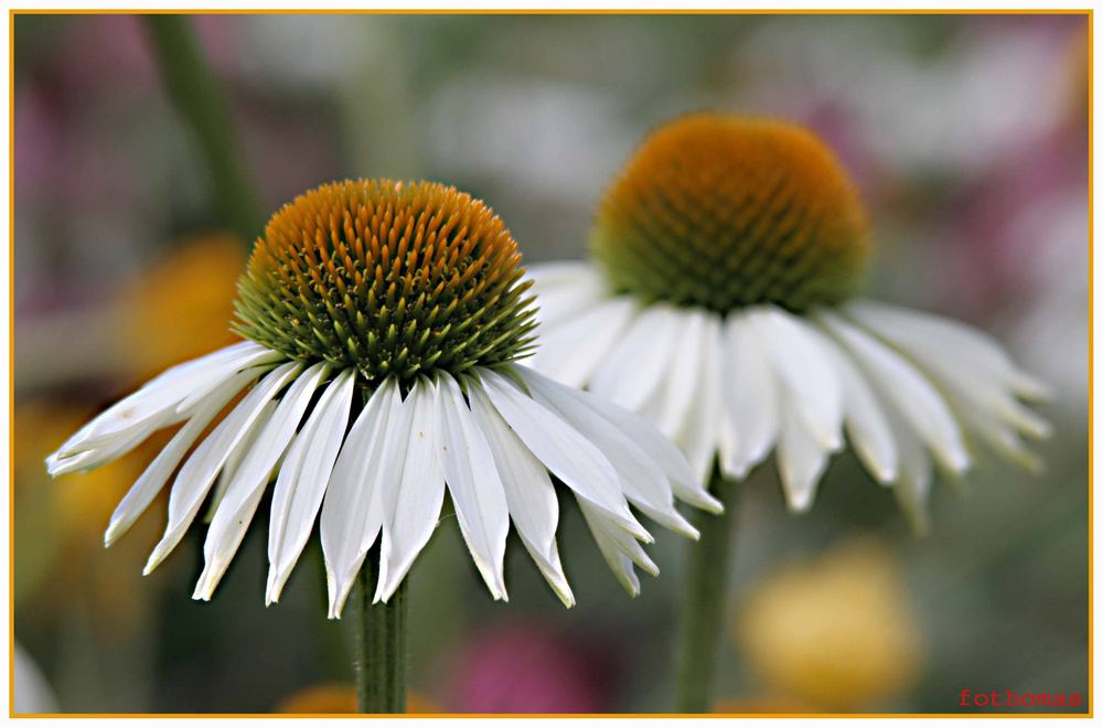 Echinacea im Duett