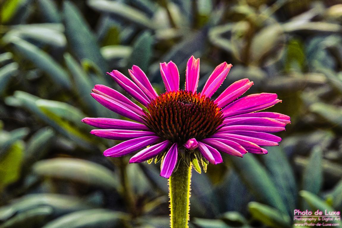 Echinacea im Gegenlicht