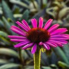 Echinacea im Gegenlicht