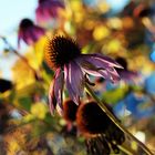 Echinacea im Herbst