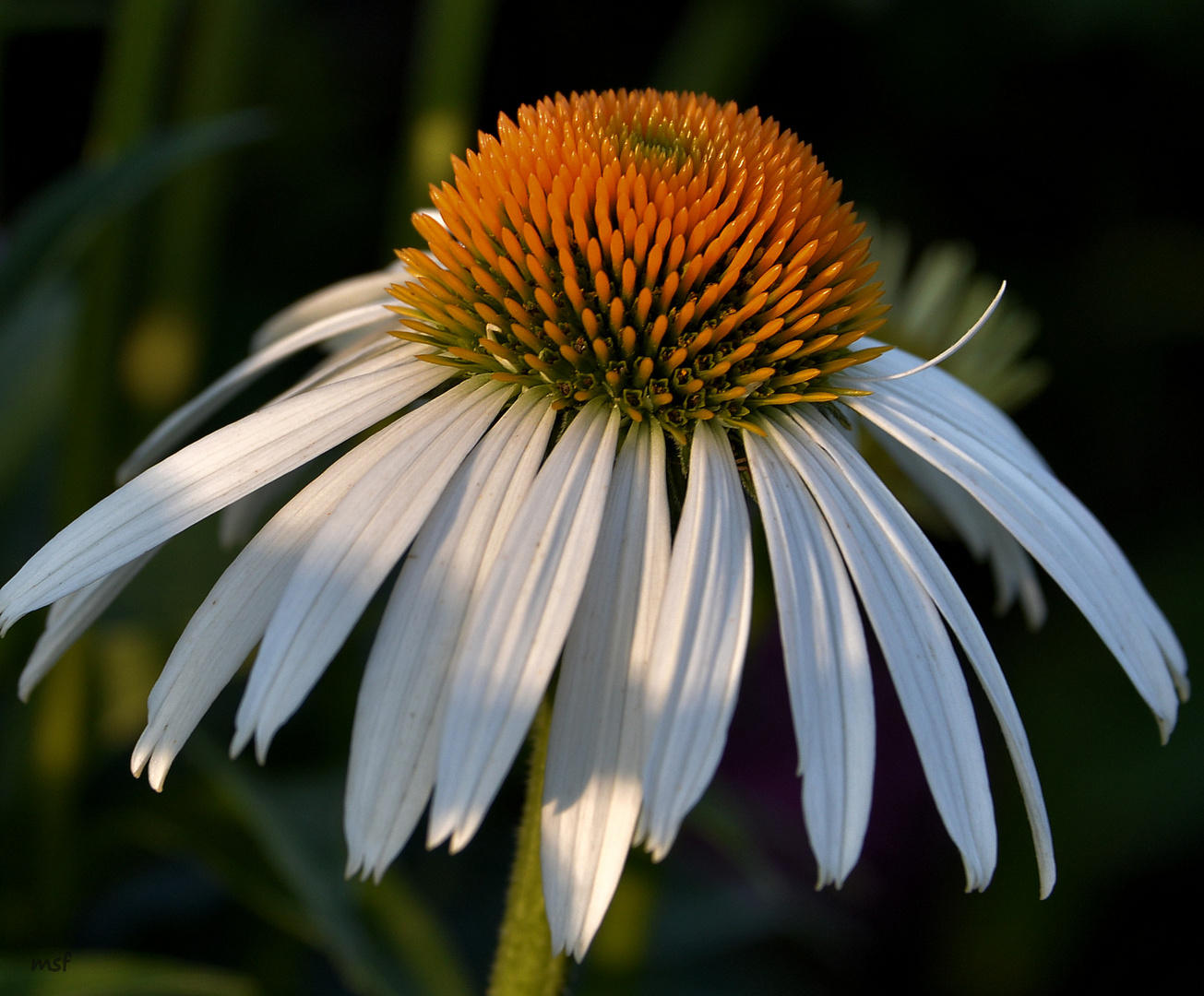 Echinacea im weißen Kleid