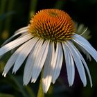 Echinacea im weißen Kleid