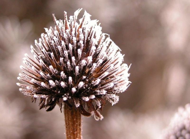 Echinacea im Winter