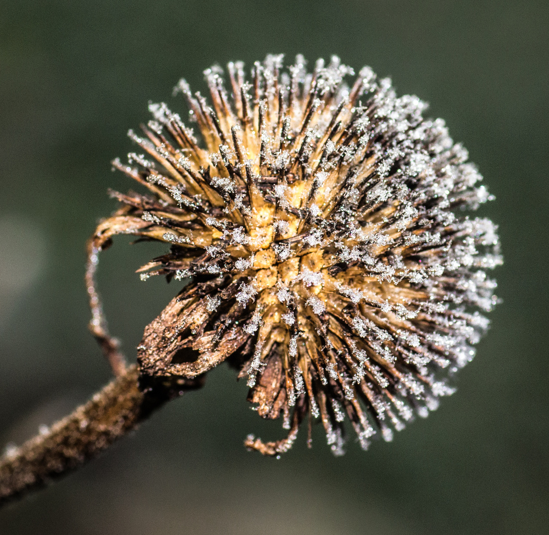 Echinacea im Winter -sieht auch hübsch aus-