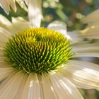 Echinacea in der Abendsonne