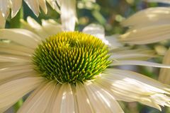 Echinacea in der Abendsonne