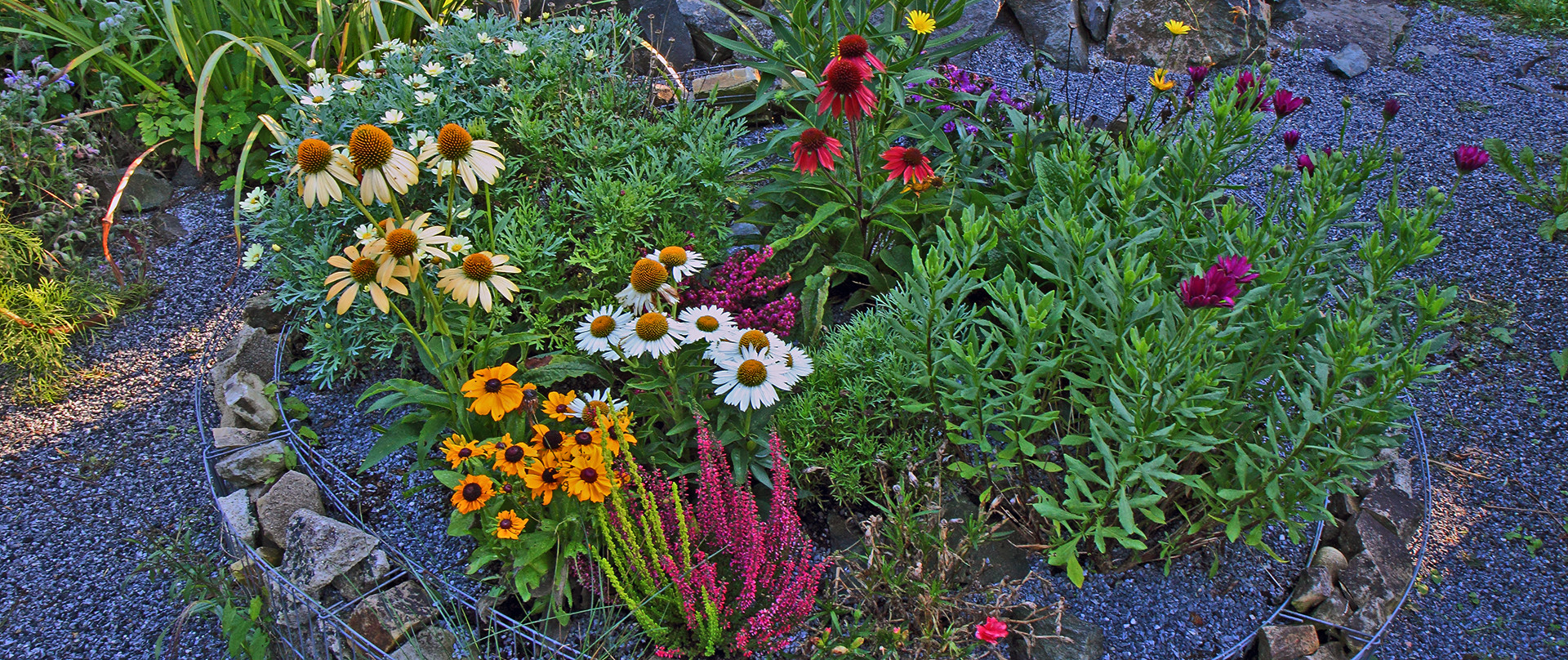 Echinacea in drei Farben als breites Bild zum Herbstbeginn