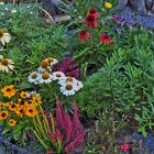 Echinacea in drei Farben als breites Bild zum Herbstbeginn