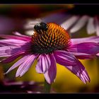 Echinacea in pink...