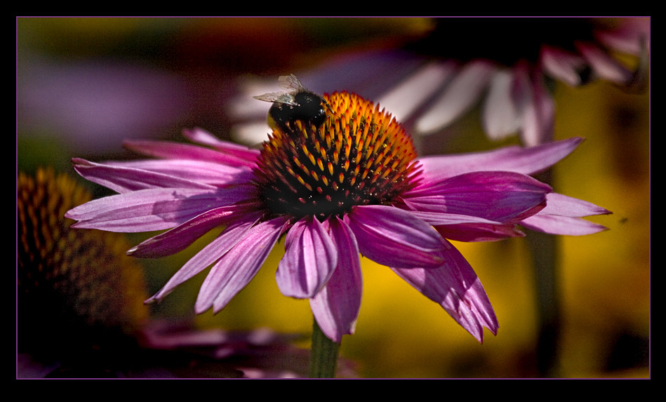 Echinacea in pink...