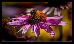 Echinacea in pink...