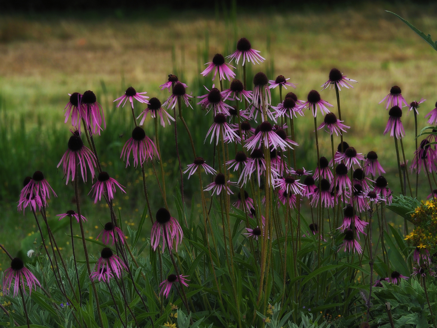 Echinacea-Kolonie