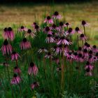 Echinacea-Kolonie