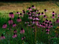 Echinacea-Kolonie