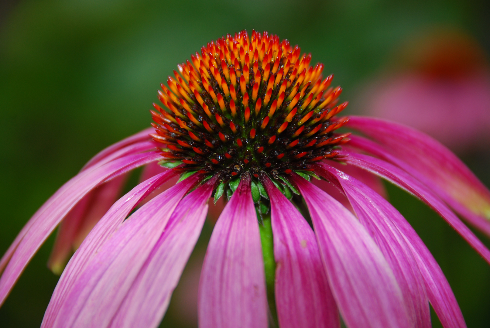 Echinacea, Magdeburg