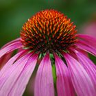 Echinacea, Magdeburg