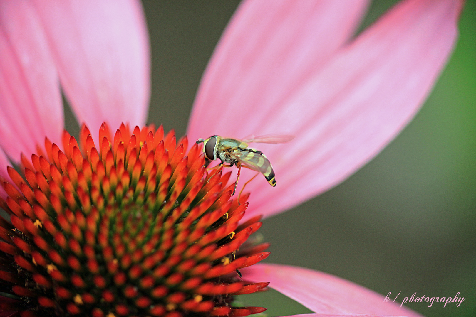 Echinacea Makro