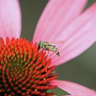 Echinacea Makro