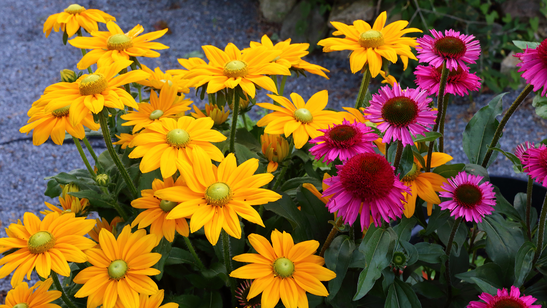 Echinacea, meine Lieblinge begleite ich während des ganzen Flores...