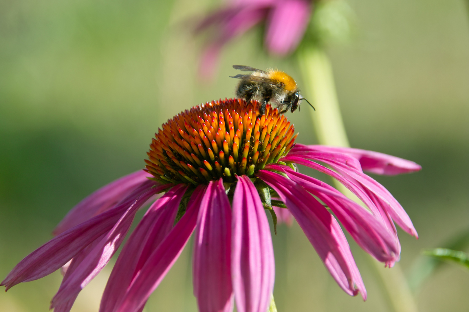 Echinacea mit Besuch