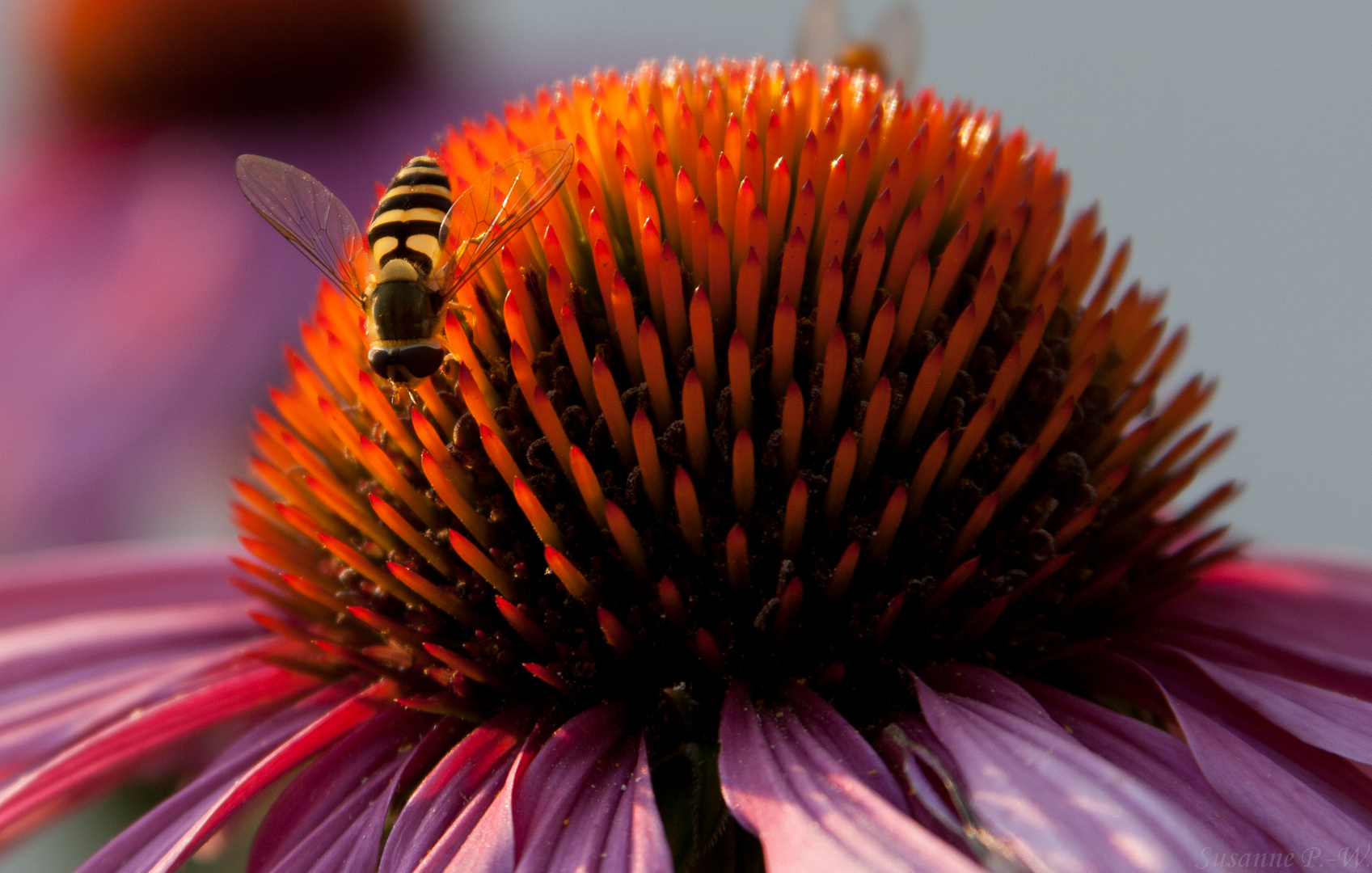 Echinacea mit Besuch