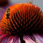 Echinacea mit Besuch