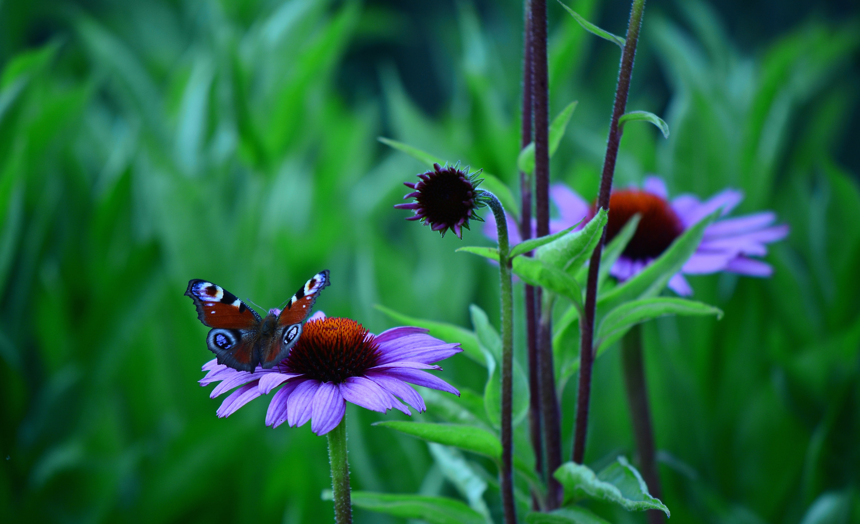 Echinacea mit Besuch