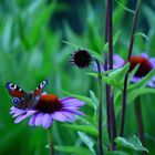 Echinacea mit Besuch