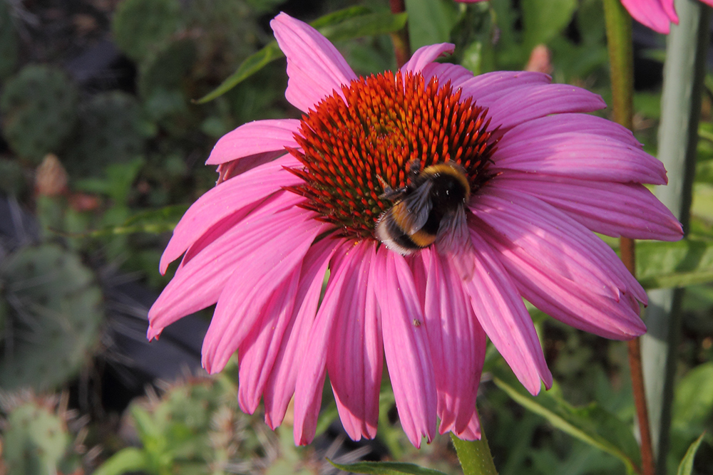 Echinacea mit Besuch, die sich sicher beide über den Gartenumbau freuen...