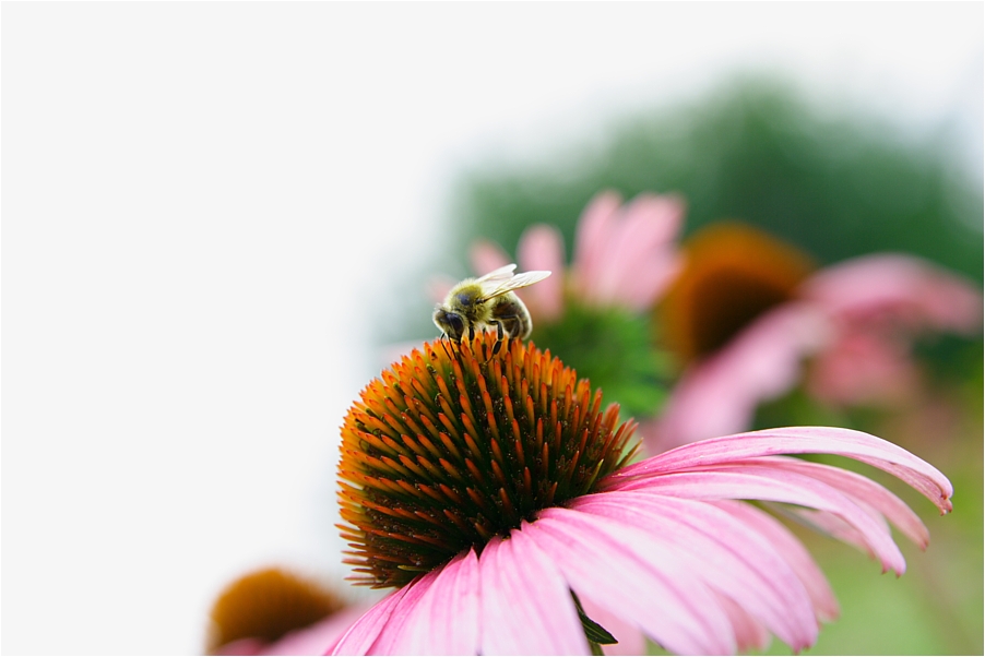 Echinacea mit Besucher