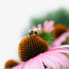 Echinacea mit Besucher