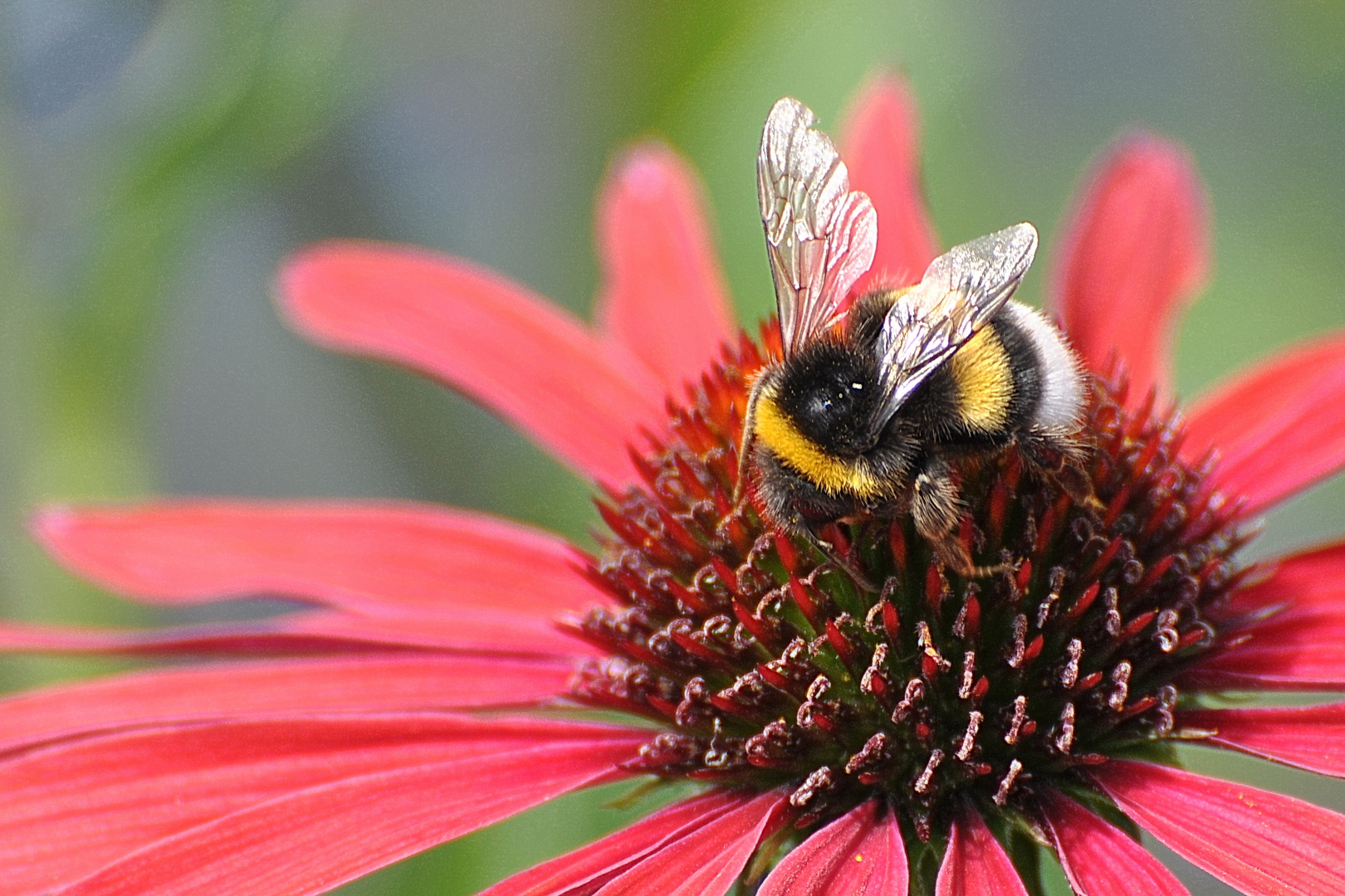 Echinacea mit Besucherin