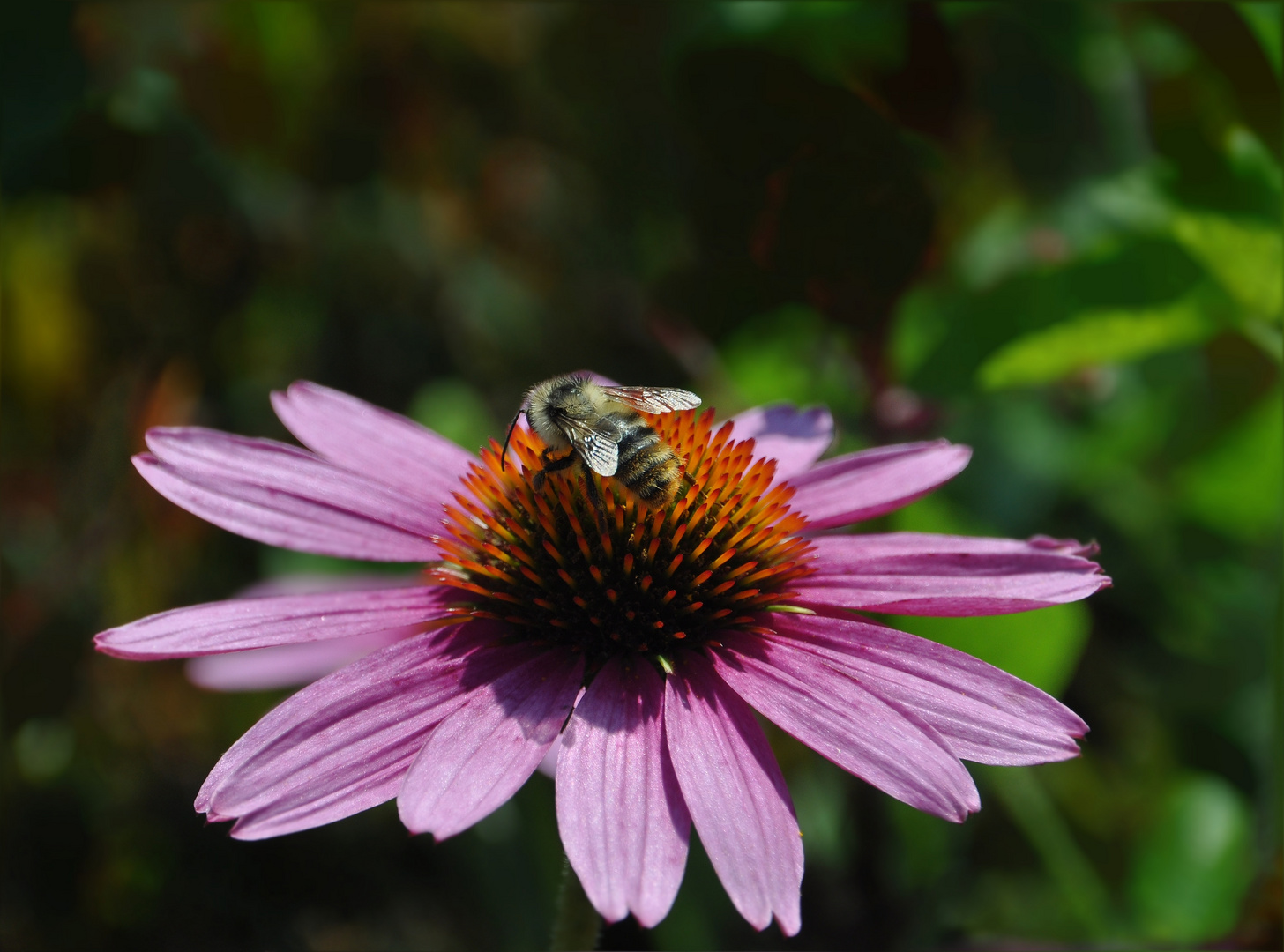 Echinacea mit Biene