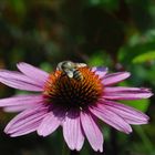 Echinacea mit Biene