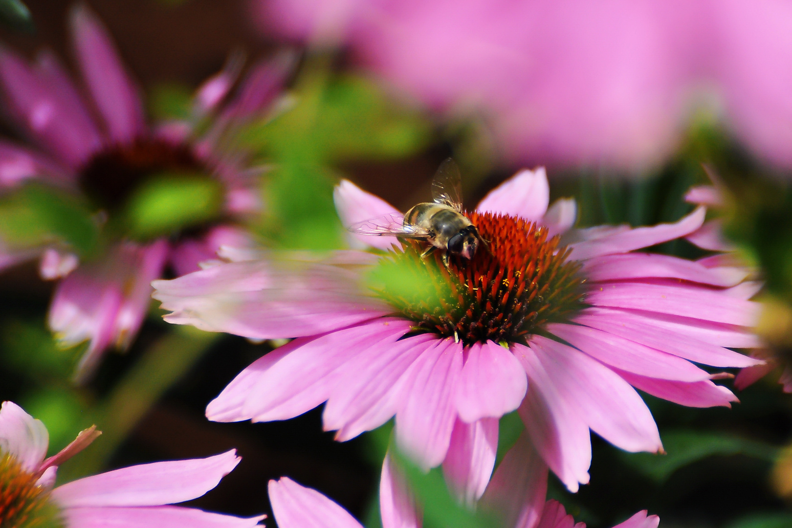 Echinacea mit Biene