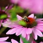 Echinacea mit Biene