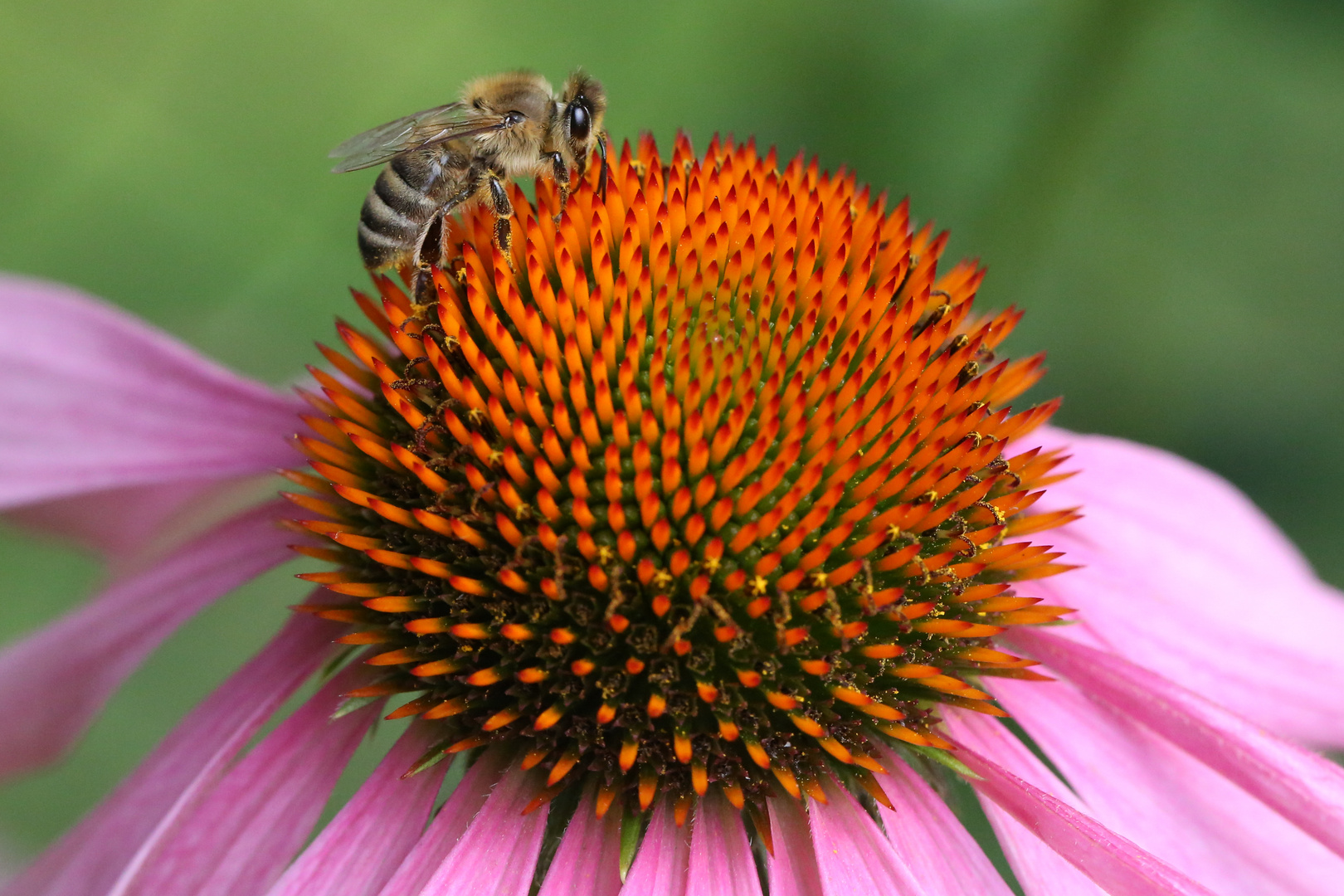 Echinacea mit Biene