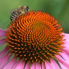 Echinacea mit Biene