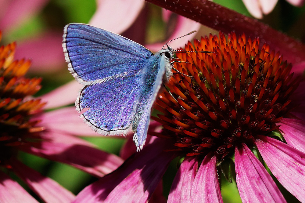 Echinacea mit blauem Schmetterling