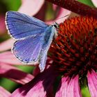 Echinacea mit blauem Schmetterling