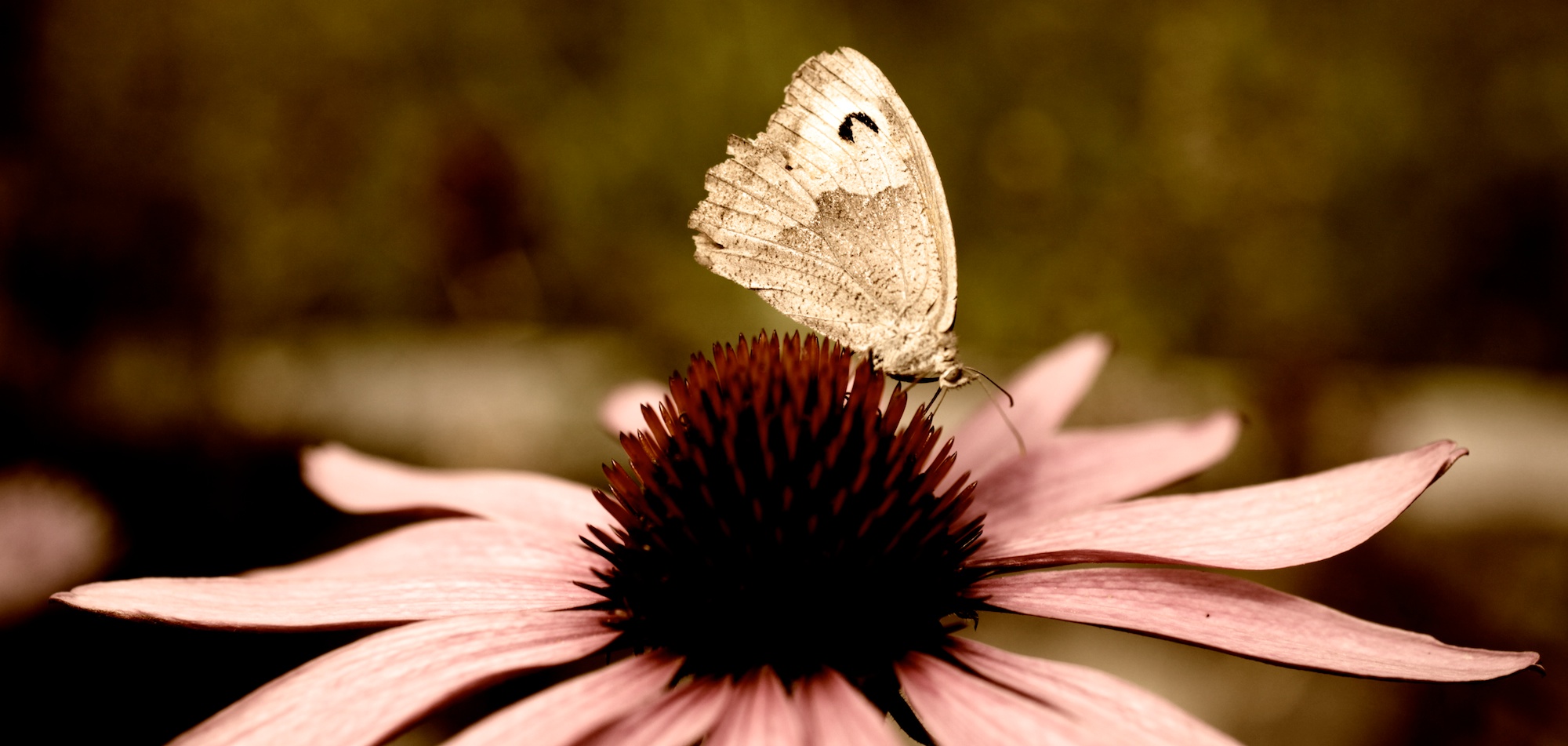 Echinacea mit Falter