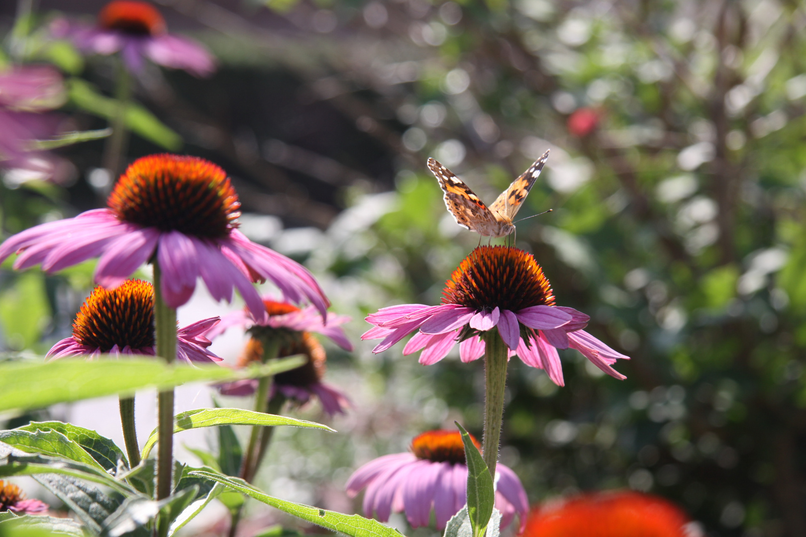 Echinacea mit Falter