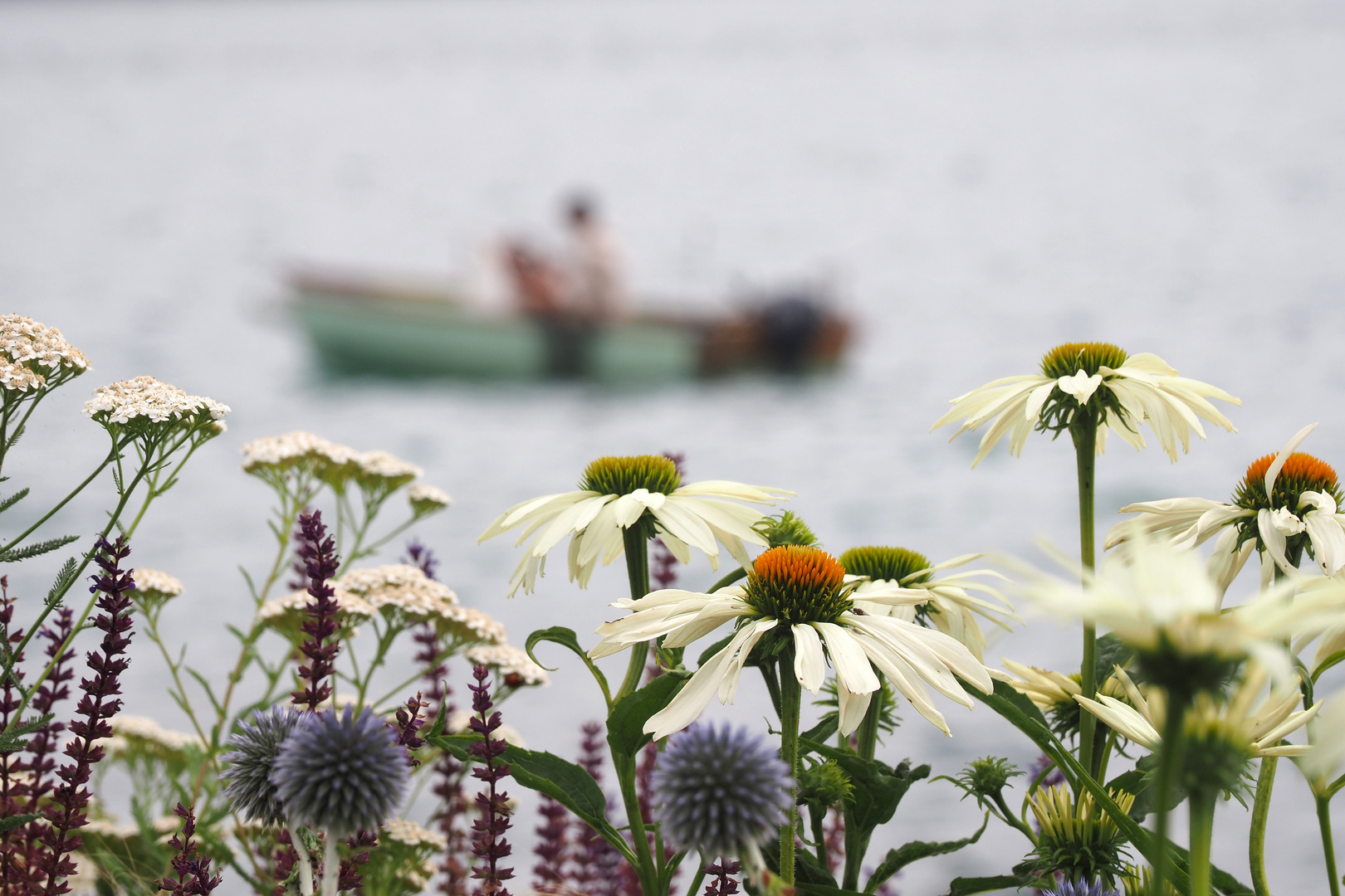 echinacea mit geisterschiff